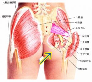 お尻の筋肉