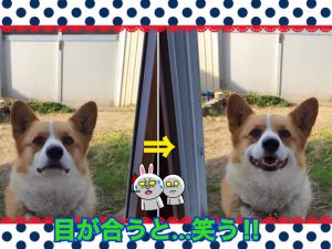 コーギー犬